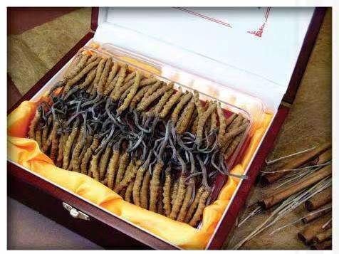 汨罗冬虫夏草回收